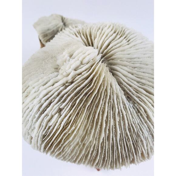 Vintage Banded Stone Marble Two Mushroom White Sculpture Primitive Wood Coral Ar - Picture 7 of 12